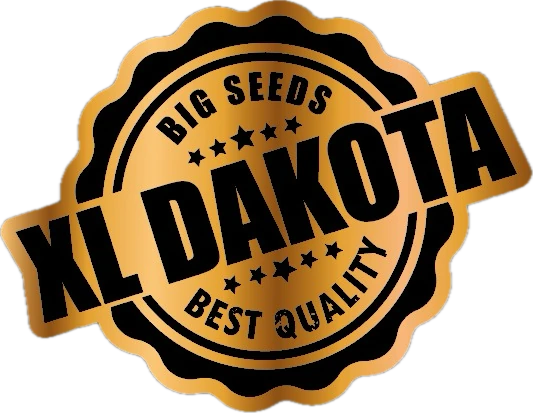 XL Dakota – Big Seeds Best Quality